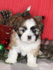ACA Registered Shih Tzu For Sale Millersburg OH Male-Wrangler-Currently House Training!