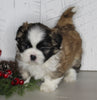 ACA Registered Shih Tzu For Sale Millersburg OH Male-Clifford-Currently House Training!