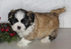 ACA Registered Shih Tzu For Sale Millersburg OH Male-Clifford-Currently House Training!