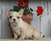 AKC Registered French Bulldog For Sale Millersburg, OH Male- Max