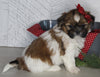ACA Registered Shih Tzu For Sale Millersburg OH Female-Holly- Currently House Training!
