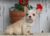 AKC Registered French Bulldog For Sale Millersburg, OH Male- Max