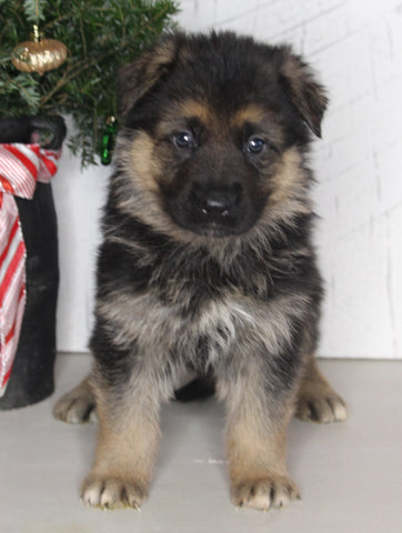 AKC Registered German Shepherd For Sale Millersburg OH Male-Blake