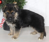 AKC Registered German Shepherd For Sale Millersburg OH Male-Blake