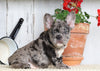 AKC Registered French Bulldog For Sale Millersburg, OH Female- Princess