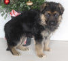 AKC Registered German Shepherd For Sale Millersburg OH Male-Blake