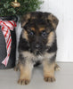 AKC Registered German Shepherd For Sale Millersburg OH Female-Bonnie