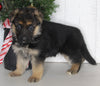 AKC Registered German Shepherd For Sale Millersburg OH Female-Bonnie