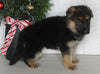 AKC Registered German Shepherd For Sale Millersburg OH Female-Bonnie