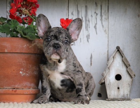 AKC Registered French Bulldog For Sale Millersburg, OH Female- Princess
