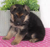 AKC Registered German Shepherd For Sale Millersburg OH Female-Beauty