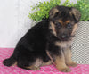 AKC Registered German Shepherd For Sale Millersburg OH Female-Beauty