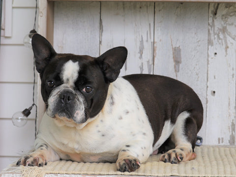 AKC Registered French Bulldog For Sale Millersburg, OH Female- Sally