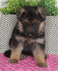 AKC Registered German Shepherd For Sale Millersburg OH Female-Beauty