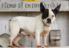 Frenchton For Sale Millersburg, OH Female- Sadie