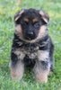 AKC Registered German Shepherd For Sale Millersburg OH Female-Buttercup