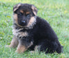 AKC Registered German Shepherd For Sale Millersburg OH Female-Buttercup