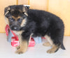 AKC Registered German Shepherd For Sale Millersburg OH Male-Bradley