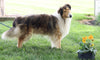 AKC Registered Collie (Lassie) For Sale Fredericksburg, OH Male- Bings Ladd