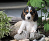 Beagle Puppy For Sale Fresno, OH Male- Danny