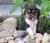 Beagle Puppy For Sale Fresno, OH Male- Ronny