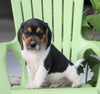 Beagle Puppy For Sale Fresno, OH Male- Ronny
