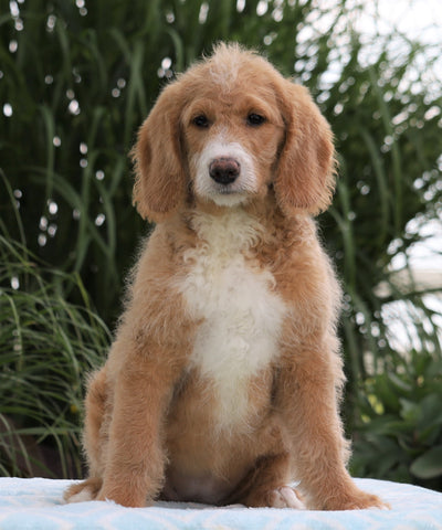 F1B Standard Labradoodle For Sale Millersburg, OH Female- Carla