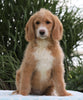 F1B Standard Labradoodle For Sale Millersburg, OH Female- Carla