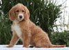 F1B Standard Labradoodle For Sale Millersburg, OH Female- Carla