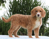 F1B Standard Labradoodle For Sale Millersburg, OH Female- Carla