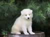 Samoyed Puppy For Sale Fredericksburg, OH Female- Missy