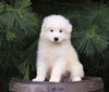 Samoyed Puppy For Sale Fredericksburg, OH Male- Casper