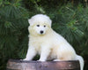 Samoyed Puppy For Sale Fredericksburg, OH Female- Snow White