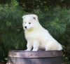 Samoyed Puppy For Sale Fredericksburg, OH Female- Jasmine