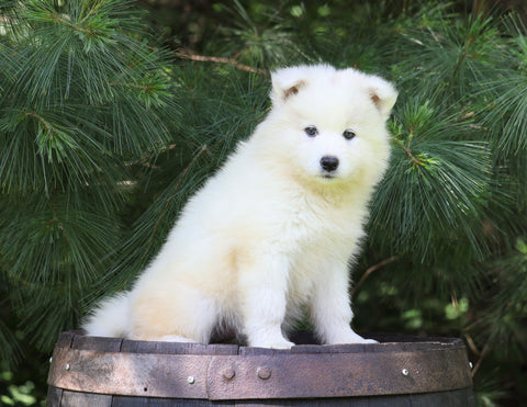 Samoyed Puppy For Sale Fredericksburg, OH Female- Jasmine