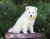 Samoyed Puppy For Sale Fredericksburg, OH Female- Jasmine