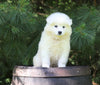 Samoyed Puppy For Sale Fredericksburg, OH Male- Bruno