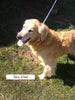 Golden Retriever For Sale Fredericksburg OH Female-Aimee'
