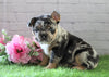AKC Registered French Bulldog For Sale Fredericksburg, OH Female- Zoey