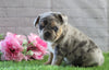 AKC Registered French Bulldog For Sale Fredericksburg, OH Female- Olivia