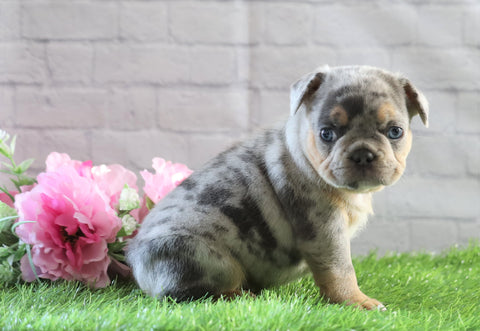 AKC Registered French Bulldog For Sale Fredericksburg, OH Female- Olivia