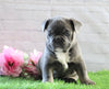 AKC Registered French Bulldog For Sale Fredericksburg, OH Male- Russel