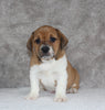 Beabull Puppy For Sale Fredricksburg OH Male-Leo