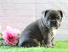 AKC Registered French Bulldog For Sale Fredericksburg, OH Male- Russel