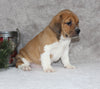 Beabull Puppy For Sale Fredricksburg OH Male-Leo