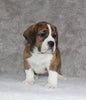 Beabull Puppy For Sale Fredricksburg OH Male-Diesel