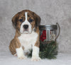 Beabull Puppy For Sale Fredricksburg OH Male-Diesel