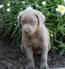ACA Registered Labrador Retriever (Silver) For Sale Fredericksburg, OH Female- Chloe