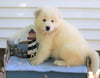 Samoyed Puppy For Sale Fredericksburg, OH Male- Bubba