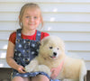 Samoyed Puppy For Sale Fredericksburg, OH Male- Bubba